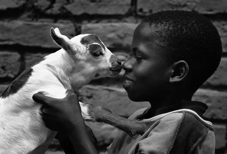Debunking myths about ELCA Good Gifts By Laurel Hensel A popular trend in philanthropy is the practice of providing live animals goats, chickens, cows to people in developing countries.