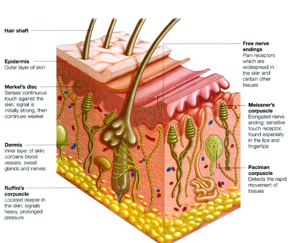 The Skin. The skin is the largest organ of the body, with an average total area of about 2M 2, weighing about 5kgs.