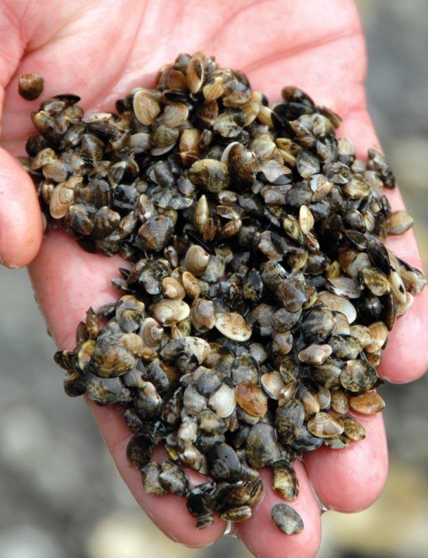 A populous adult clam population does not guarantee the next generation will be as numerous.