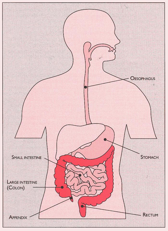 When we swallow, food passes down the oesophagus (throat) into the stomach and then into the small bowel.