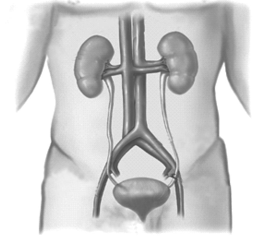 Nephrectomy Surgery The Kidneys The kidneys are fist-sized organs about 10 cm (4 inches) long. They are located in your back above your waistline and are protected by your ribs.