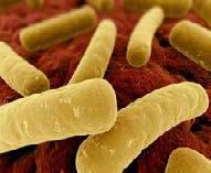 Summary CLOSTRIDIUM DIFFICILE INFECTION (CDI) IS A VIRULENT HEALTHCARE- ASSOCIATED INFECTION THAT IS EASILY SPREAD AMONG PATIENTS/RESIDENTS.