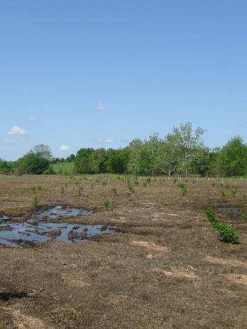 Land Restoration Accomplishments rojects have improved: 126 acres of forest 24 acres of