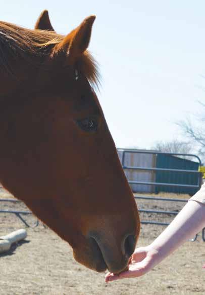 OFFICER SAFETY CORNER Equine-Assisted Learning Resiliency Classes to Reduce PTSD and Stress the brain is not engaged in the threat, as evidenced by studies.