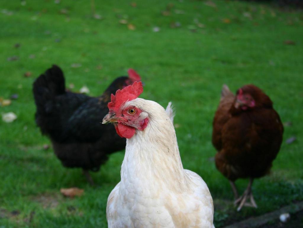 Scaling up Free Range Poultry Meat Processing KRC Farm and Food Conference November 18-19,