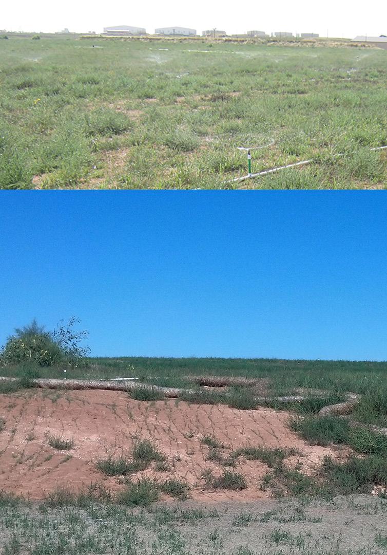 Landfill 4 Cover Erosion Landfill 4 After Cover Restoration pounds of native prairie grass seed, re-use of 1.