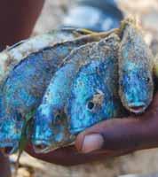 Professor Peter Britz and former PhD student Serge Raemaekers research on the extent and impact of the abalone poaching problem produced a review of the South African abalone fishery in the Ocean and
