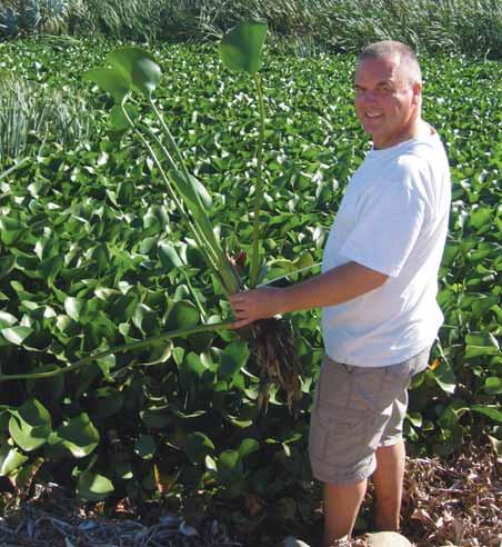 Undertaking Fundamental Research on Applied Organisms Professor Martin Hill, Department of Zoology and Entomology Martin Hill at a stand of water hyacinth near Rawsonville in the Western Cape.