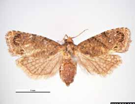 False codling moth, the most serious pest of citrus in South Africa and the target of biological control using parasitoids, fungi and viruses.
