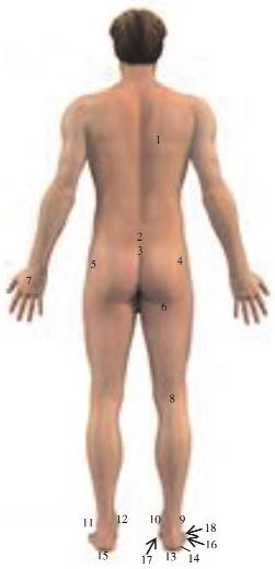 FEATURE Figure 1. Locations of pressure ulcers on admission. 1. Right scapula 2. Sacrum 3. Coccyx 4. Right greater trochanter 5. Left greater trochanter 6. Right ischial tuberosity 7.