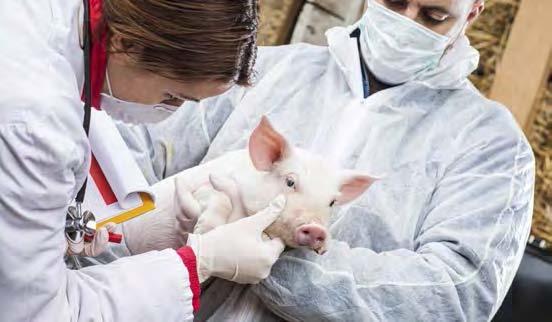 Promoting animal welfare and responsible antibiotic use Walmart believes that animals should be treated humanely throughout their lives and that antibiotics should be used responsibly to preserve the