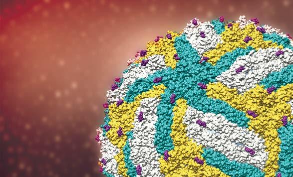 This knowledge provides clues to destabilising the structure of the virus and contribute to worldwide efforts to reduce the spread and severity of the disease.