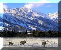 History Complete a history of the elk reduction program in Grand Teton National Park Complete an initial context study of imaging Grand Teton National Park, a history of painters, film makers, and
