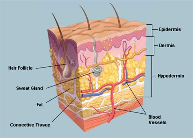 1.0 The Skin Why is the skin important? The skin is the largest organ in the human body and is a protective barrier. It shields the body against heat, light, injury, and infection.