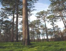 Large Landscape Partnerships Accomplishments Leveraged resources to restore or improve over 300,000 acres of longleaf pine