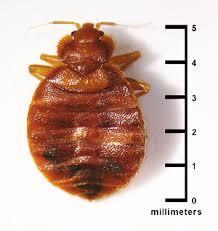 Bed Bugs The best way to prevent bed bugs is regular inspection for the signs of an infestation.