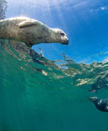 Vodafone s IoT technology is used to help track marine animals and increase scientists understanding of the