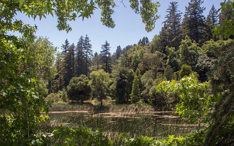 Request for Qualifications and Proposals (RFQP) for Design Consulting Services for the Webb Creek Bridge Replacement Project, Bear Creek Redwood Open Space Preserve Midpeninsula Regional Open Space