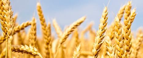 International Wheat Yield Partnership (BBSRC