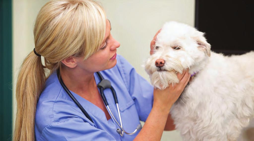 ACM40412 Certificate IV in Veterinary Nursing Become a qualified Veterinary Nurse! To be considered a qualified veterinary nurse in Australia you need to have completed this course.