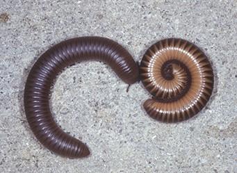 Have you noticed little rolled up worm looking things on your floors this fall? Good chance the little elongated, dark colored insects are Millipedes.
