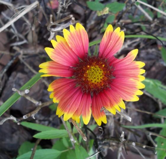 November 16, 2010 Upcoming Events Volume 2, Issue3 Indian Blanket Flower (Gaillardia pulchella) growing near the UCF Arboretum trailer CONTENTS Front Page News 1 Calendar 2 Ongoing