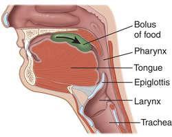 Section 4: The Swallowing Process Swallowing is one of the most complex processes the body undertakes.