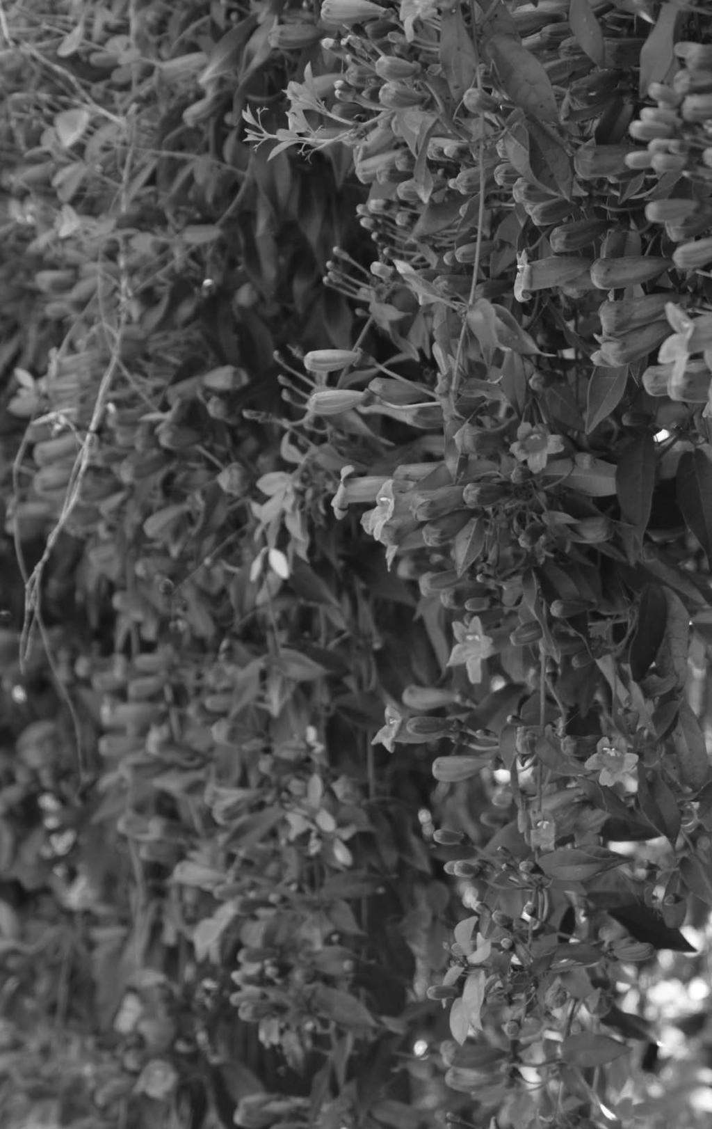 Crossvine (Bignonia capreolata)
