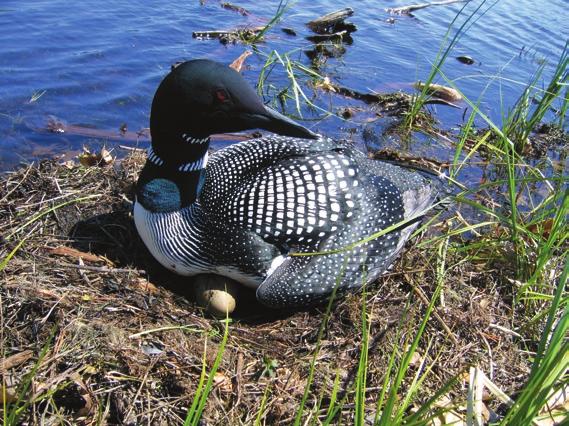 Woodford Mercury threatens wildlife like loons as well as people who eat certain types of fish.