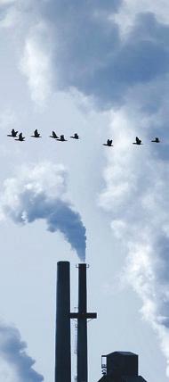 University of Wisconsin Mercury Accrues, Declines in Fish continued from page 1 this attention has been focused on coal-burning power plants the main source of mercury pollution today in the United