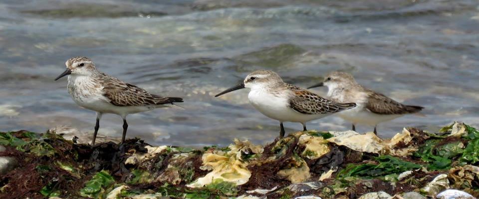 Program Priorities Reduce the impact of invasive species Restore coastal forest, intertidal flats and rocky zones, beaches and grassland and other habitat types for coastal birds