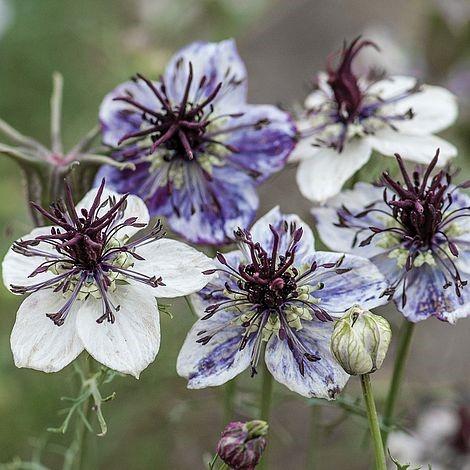 Page 5 This year s Special Garden Project is the Delft Blue Nigella The Delft Blue Nigella has unique, 1½ - 2" flowers with blue splashes on flower petals in varying shades of blue and gray, and
