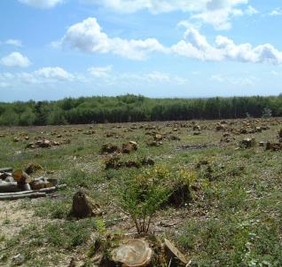 80 pays for 10 metres of fencing to allow conservation grazing or to protect coppiced woodland.