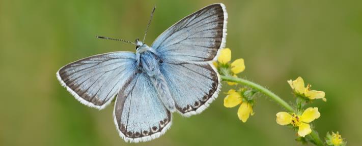 Contact your local Butterfly Conservation Branch, they will be keen to help promote your event.