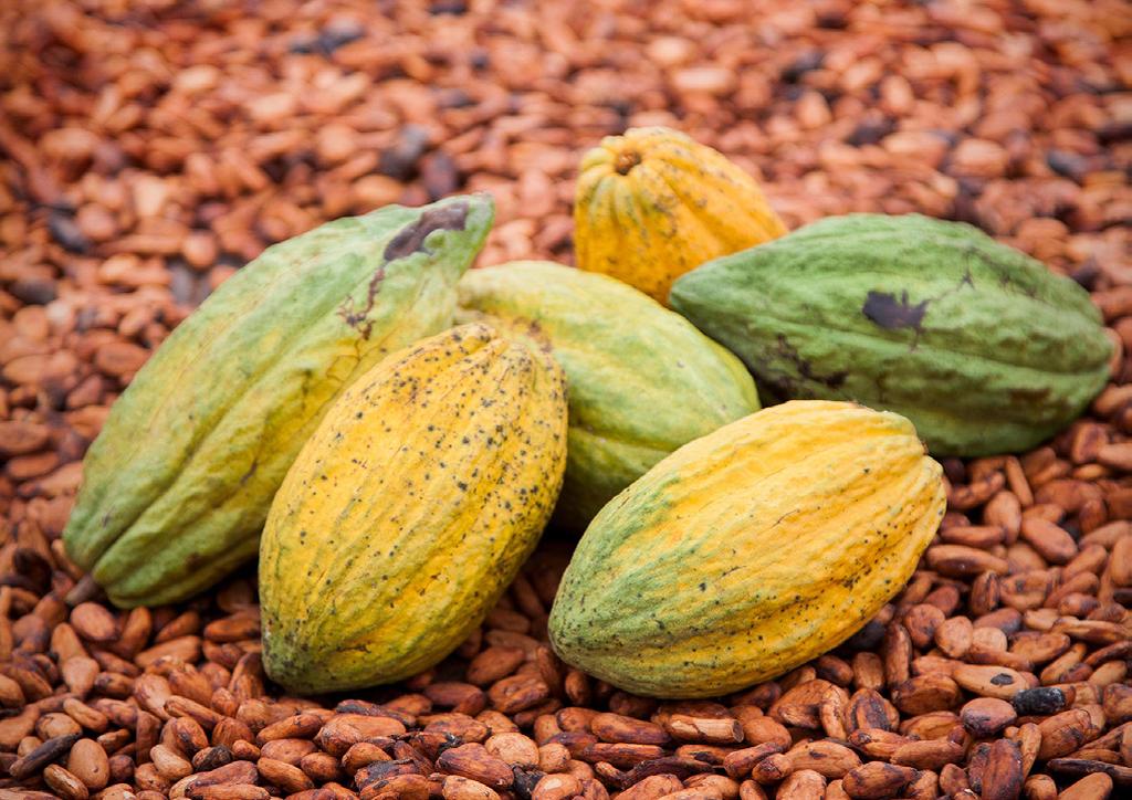 5 Two categories of projects are in general eligible for Cocoa Origins: The first category contains projects aiming for
