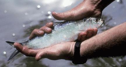 Watersheds for River Herring