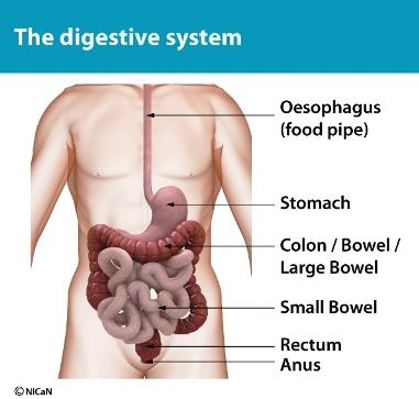 How your digestive system works To understand the operation, it helps to have some knowledge of how your body works.