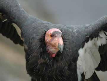 New condor releases will take place near Ano Nuevo in Santa Cruz County and in northern California near the Oregon border.