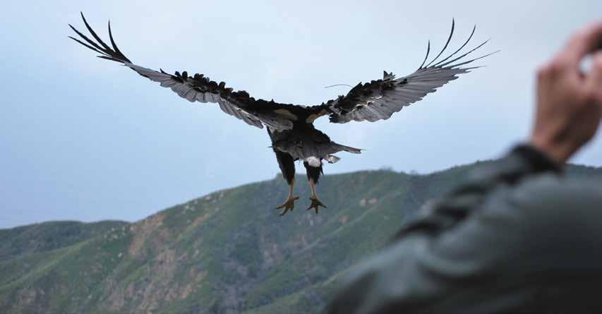 Objectives Conduct lead testing for all free-flying condors in central California.