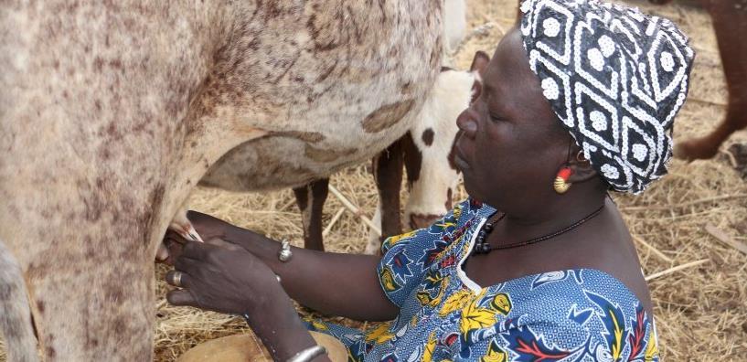 Faso s Sahel region to become dairy entrepreneurs and encourage Government replication Kick start post-harvest loss