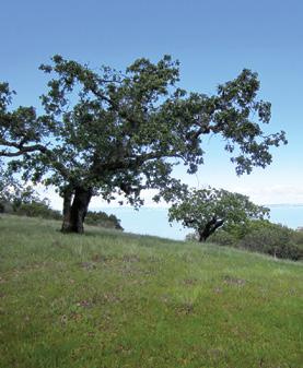HERON HILL County Service Areas (CSA S): An anonymous donor funded the purchase of a 6-acre property in Santa Venetia for management by Marin County Parks.