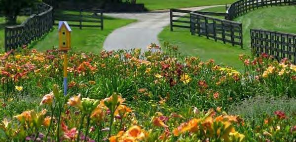 We will leave at 9:00 a.m. to visit the Slightly Different Daylily Nursery near Shelby.
