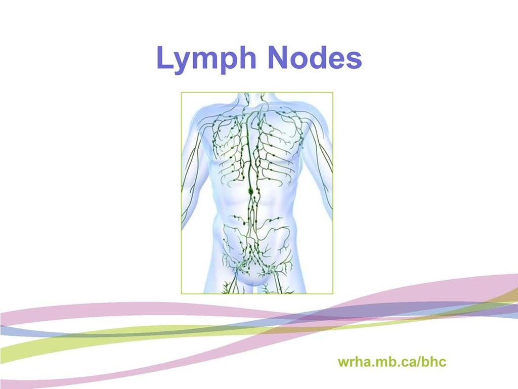 Lymph nodes are part of the immune system that helps fight infection.