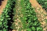 problem Bollworm Sucking pest Weeds Reduce yield loss