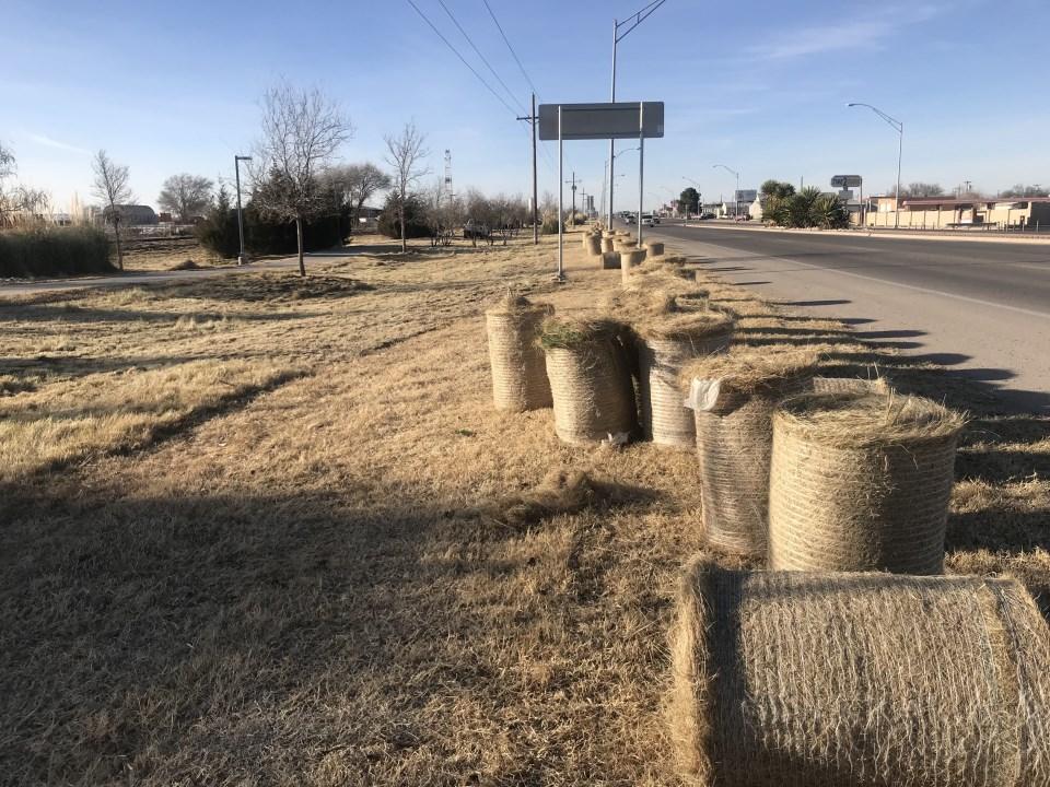 Page 2 Dallas Grass Along Lovington Highway Everyone sees it. Everyone knows where it s at. Yet, do you know what it s called?