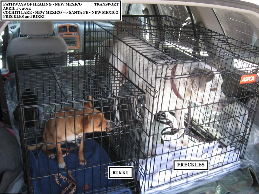 2 REPORT ON TRANSPORTS SINCE LAST MEETING Transports: Animals: Miles: 6 11 1,009 April 17, 2014 2 dogs