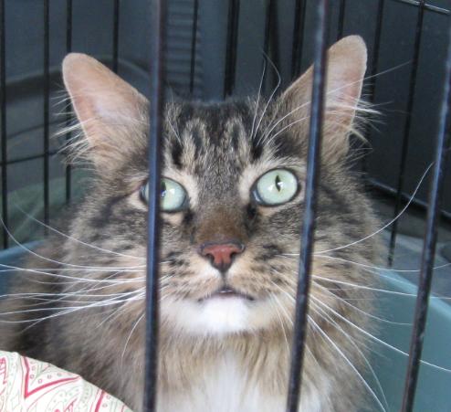 Kinzie / David Craig Miles: 79 1 cat (Bushy Bob) for adoption Cochiti Lake New Mexico --> Socorro New Mexico