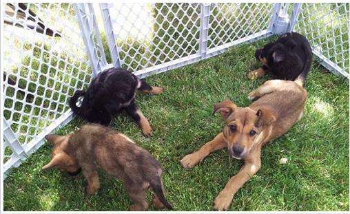 June 30, 2014 August 12, 2014 3 puppies (no names) for Colorado transport