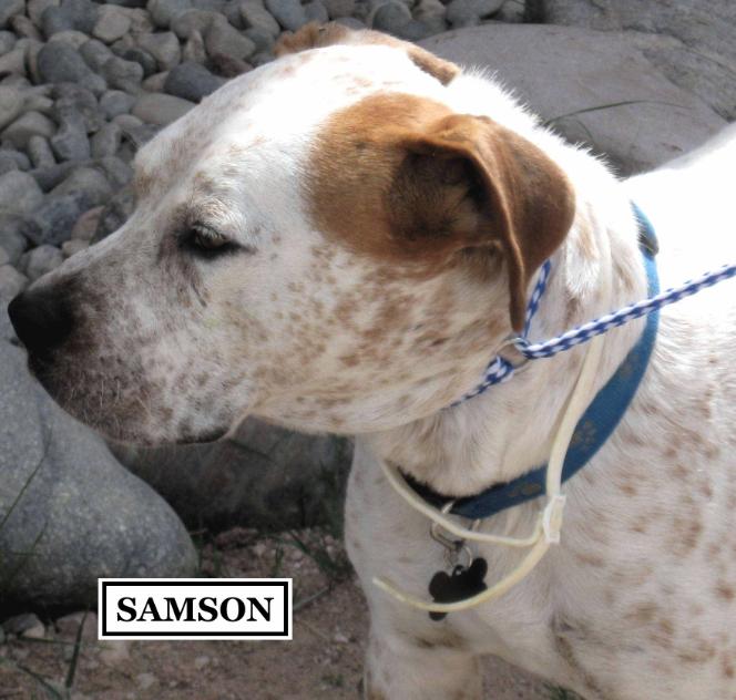 (Skye, Samson) returned from Arroyo Seco Animal Hospital Cochiti Lake New Mexico -->