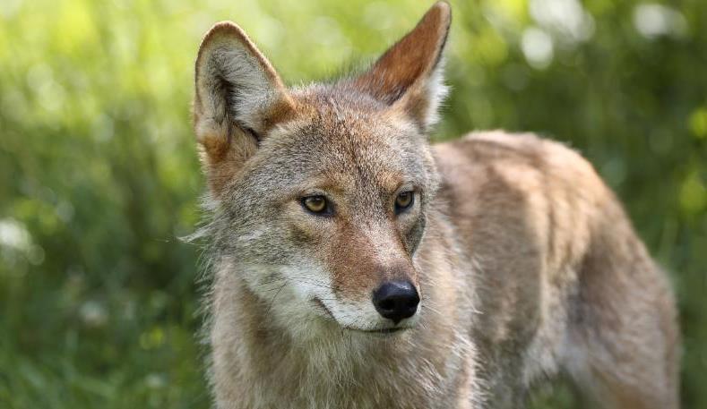 Spring is here, so look out for coyotes Spring has arrived, which means residents across Southern California are starting to see more animals, including coyotes and snakes, in their neighborhoods and